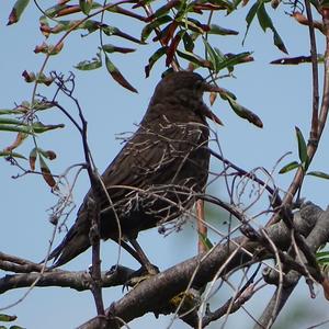 Eurasian Blackbird