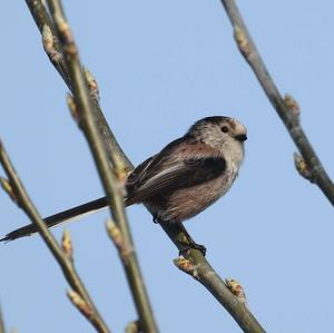 Long-tailed Tit