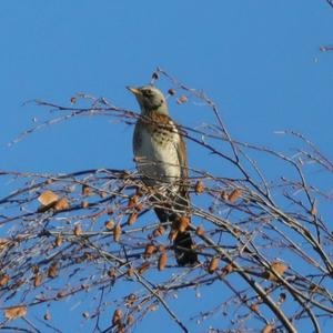 Fieldfare