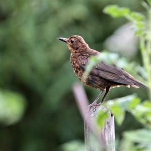 Eurasian Blackbird