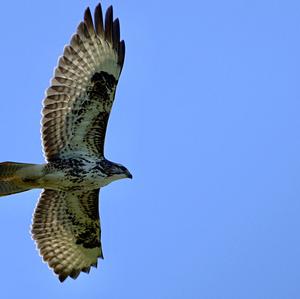 Common Buzzard