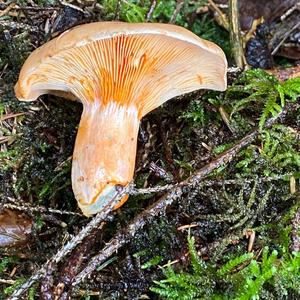 False Saffron Milk Cap