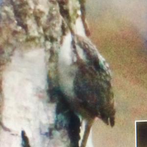 Short-toed Treecreeper