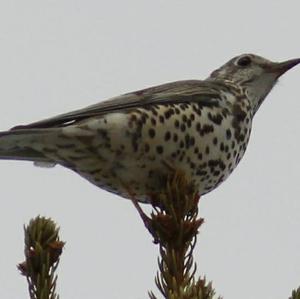 Mistle Thrush