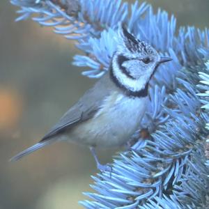 Crested Tit