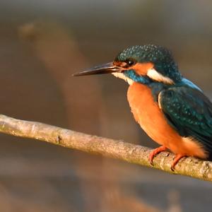 Eisvogel