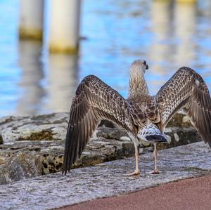 Yellow-legged Gull