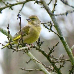 European Greenfinch