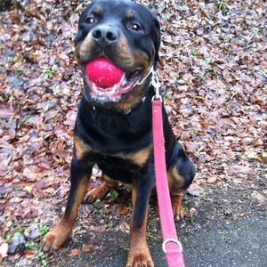 Rottweiler