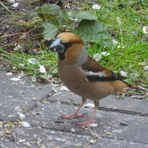 Hawfinch