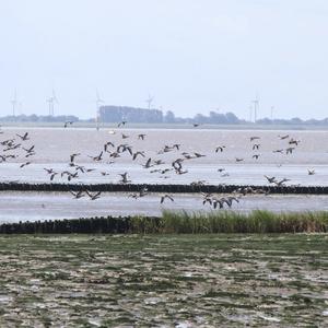 Greylag Goose