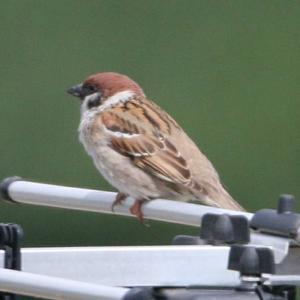 Eurasian Tree Sparrow