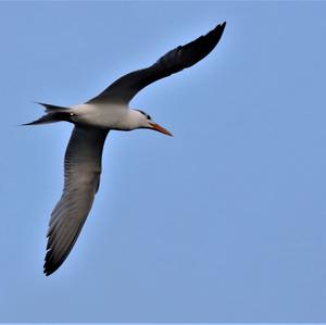 Common Tern