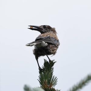 Spotted Nutcracker