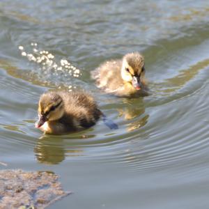 Mallard