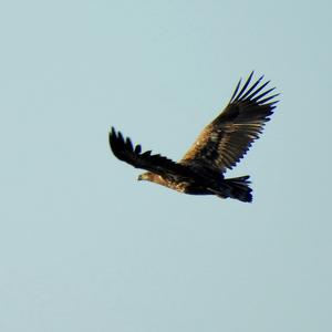 White-tailed Eagle