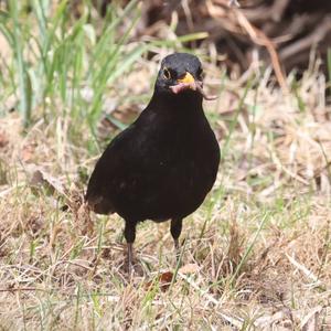 Eurasian Blackbird