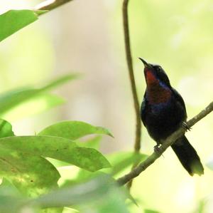 Copper-throated Sunbird