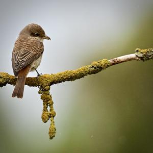 Red-backed Shrike