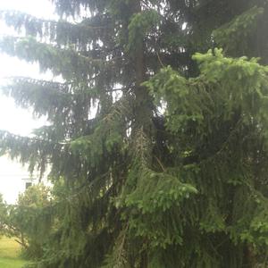 Norway Spruce