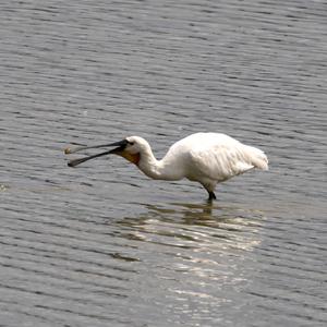 Eurasian Spoonbill