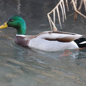 Mallard