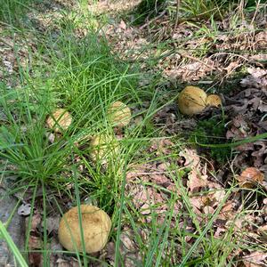 Pigskin Poison Puffball