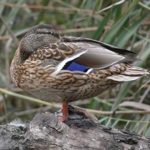 Mallard