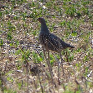 Grey Partridge