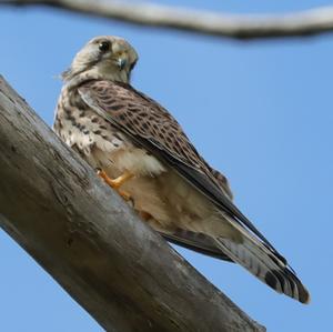 Common Kestrel