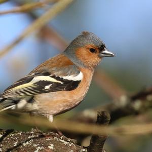 Eurasian Chaffinch