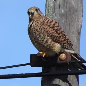 Common Kestrel