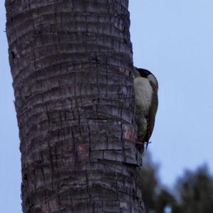 Eurasian Green Woodpecker