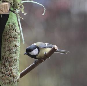 Great Tit