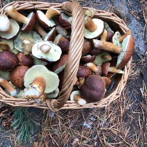 Bay Bolete