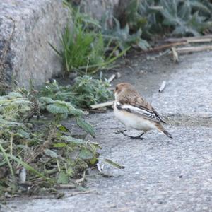 Snow Bunting