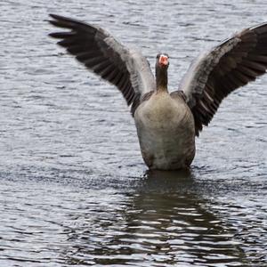 Greylag Goose