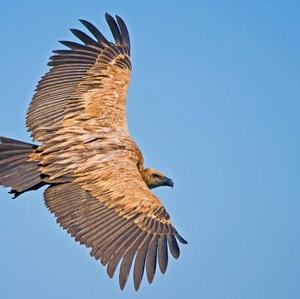 Griffon Vulture