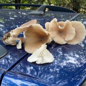 Oyster Mushroom