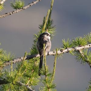 Long-tailed Tit