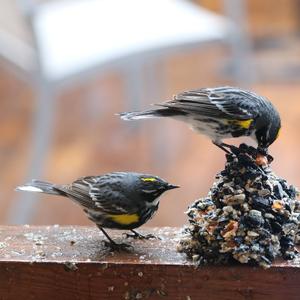 Yellow-rumped Warbler