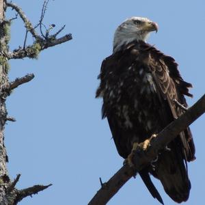 Bald Eagle