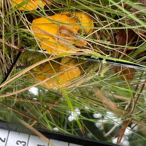 Chanterelle, Common