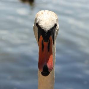 Mute Swan