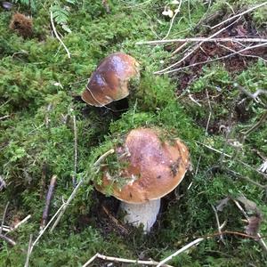 King Bolete