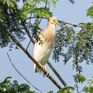 Indian Pond-heron