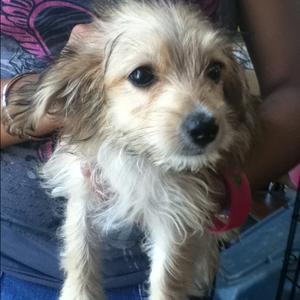 Unknown Breed