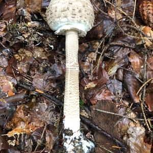 Parasol Mushroom