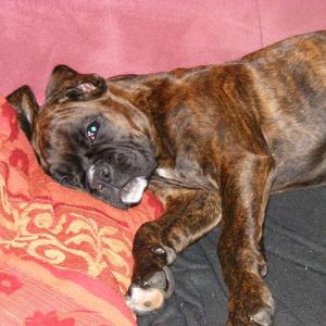 Boxer