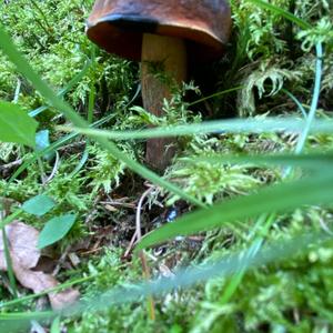 Dotted-stem Bolete